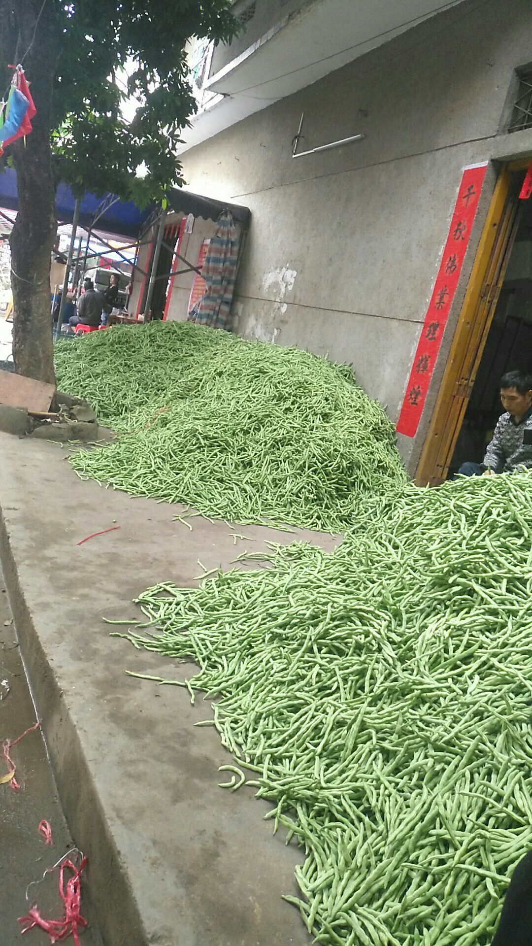 白花四季豆 10cm以上 