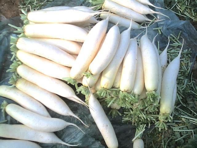 白萝卜 4斤以上 