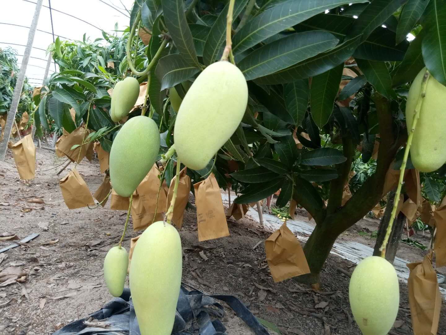 红玉芒 2两以上