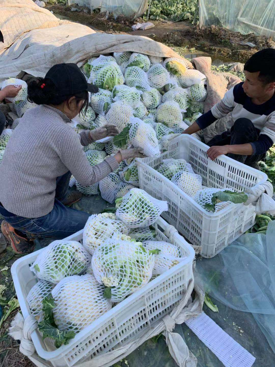 白面青梗花菜种子 一级良种 ≥85% 约2000.0粒/袋