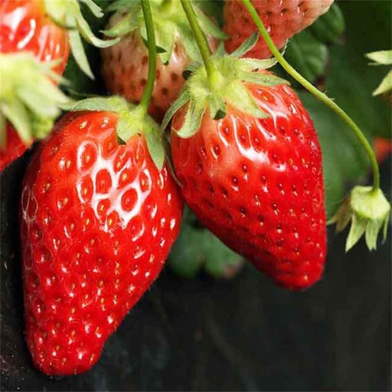 章姬草莓苗 10~20公分 地栽苗