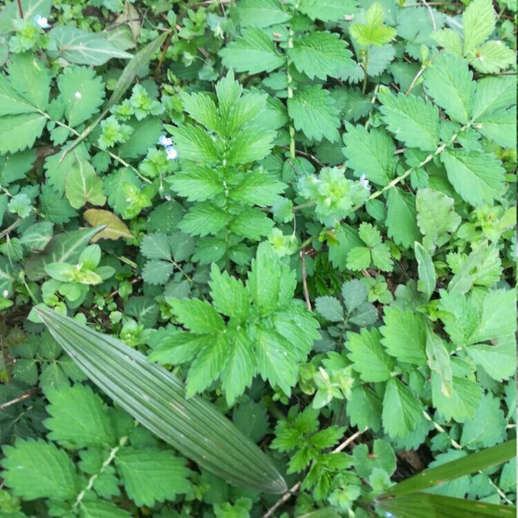 仙鹤草 干 新货,可帮助切片