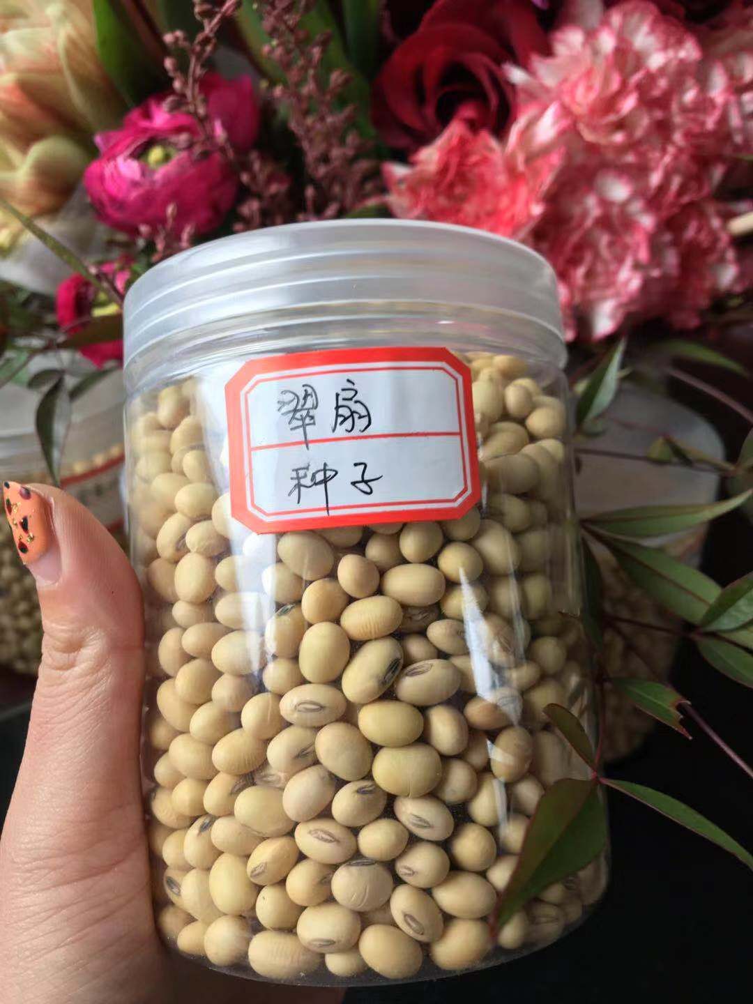 翠扇大豆 生大豆 1等品 
