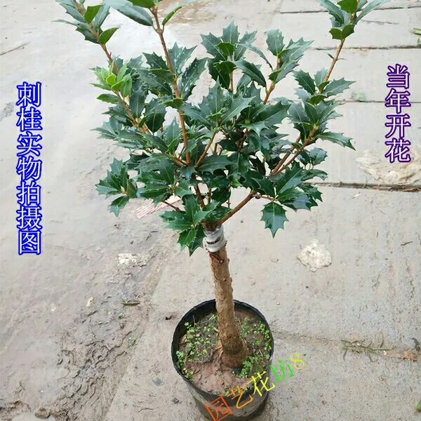 刺桂树苗 刺桂盆栽 刺桂苗 刺桂花苗 金边刺桂树苗 盆栽刺桂