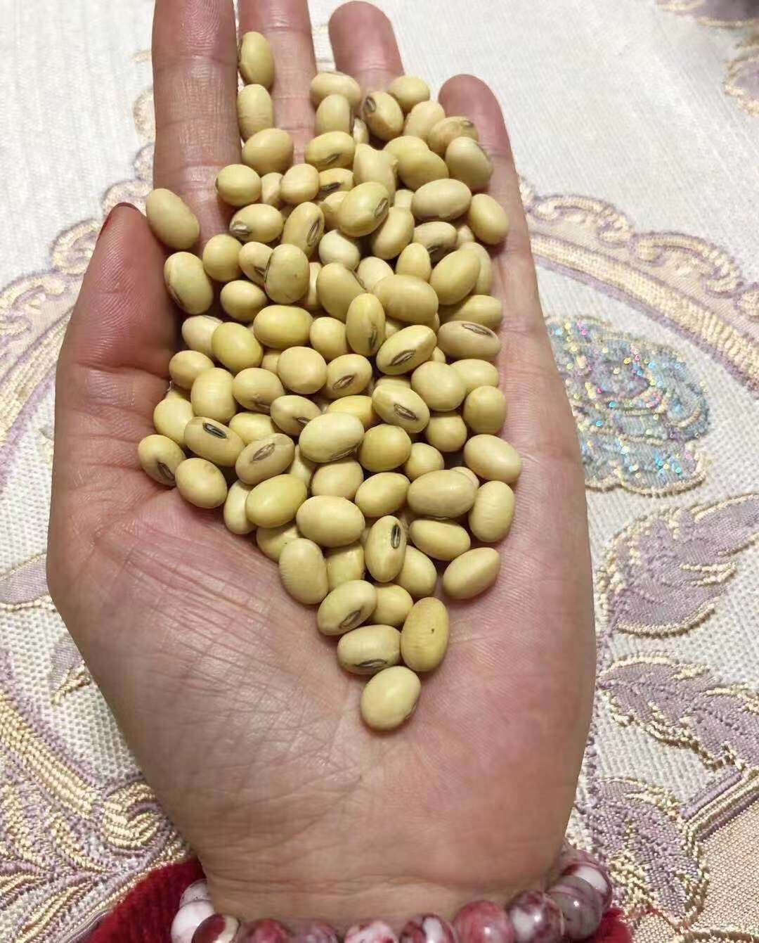 翠扇大豆 生大豆 1等品 
