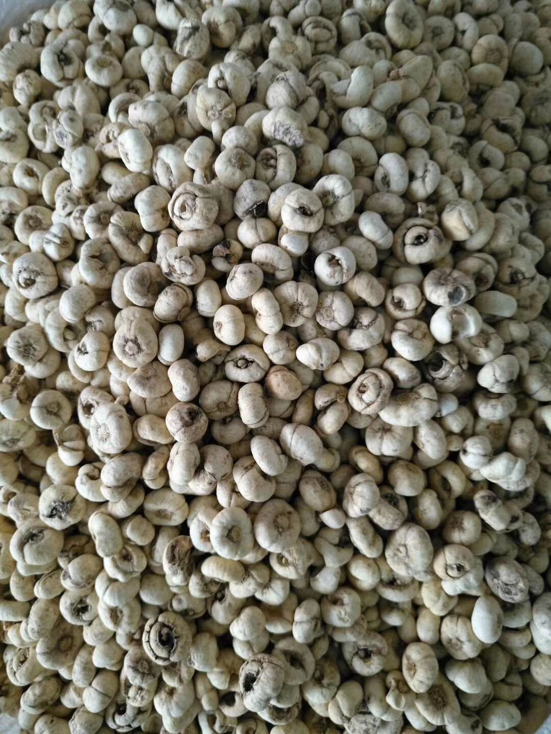 【平贝母批发】平贝母 价格100元\/斤 1斤起批