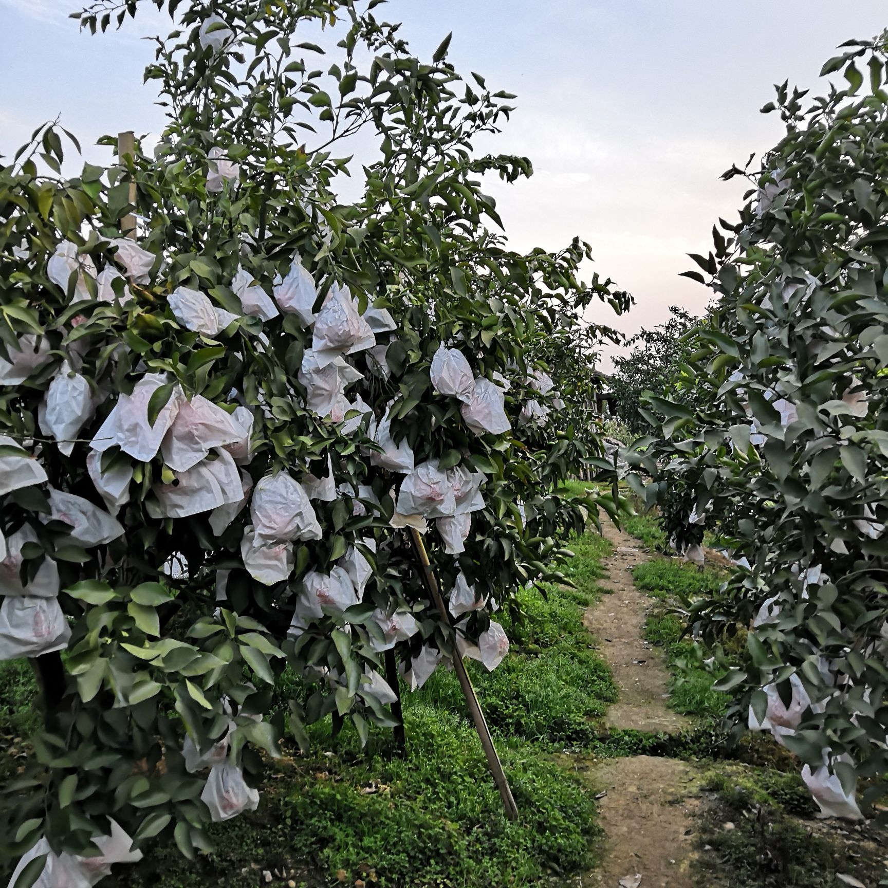 四川成都市龙泉驿区耙耙柑最新产地行情趋势|