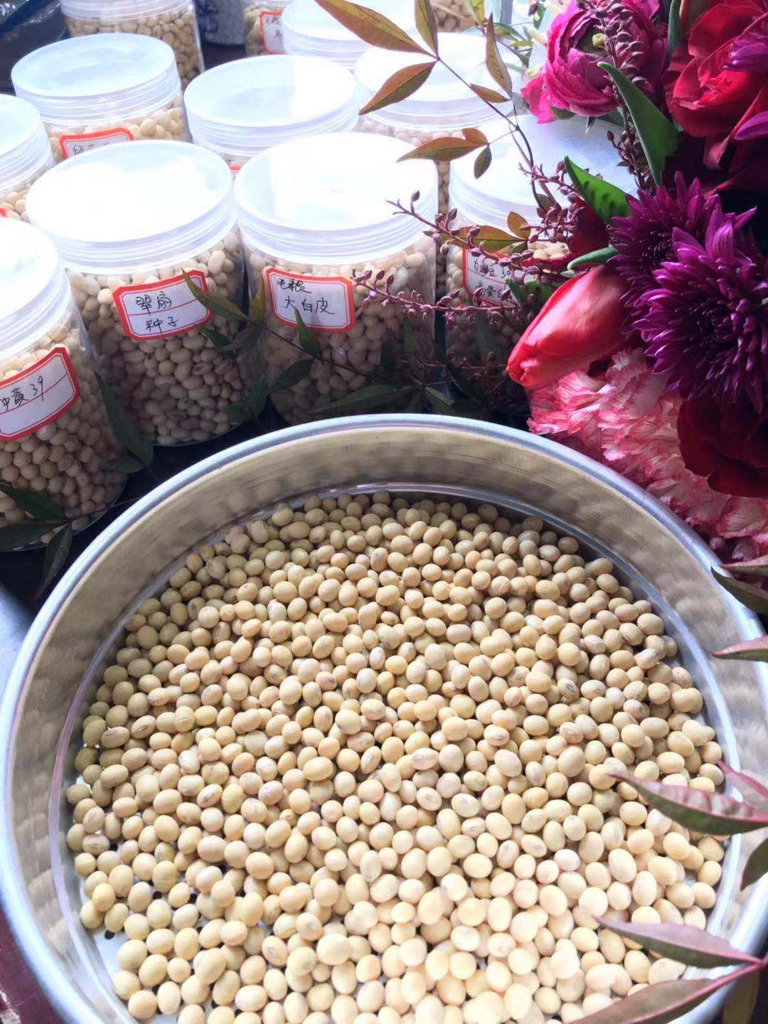 翠扇大豆 生大豆 1等品 
