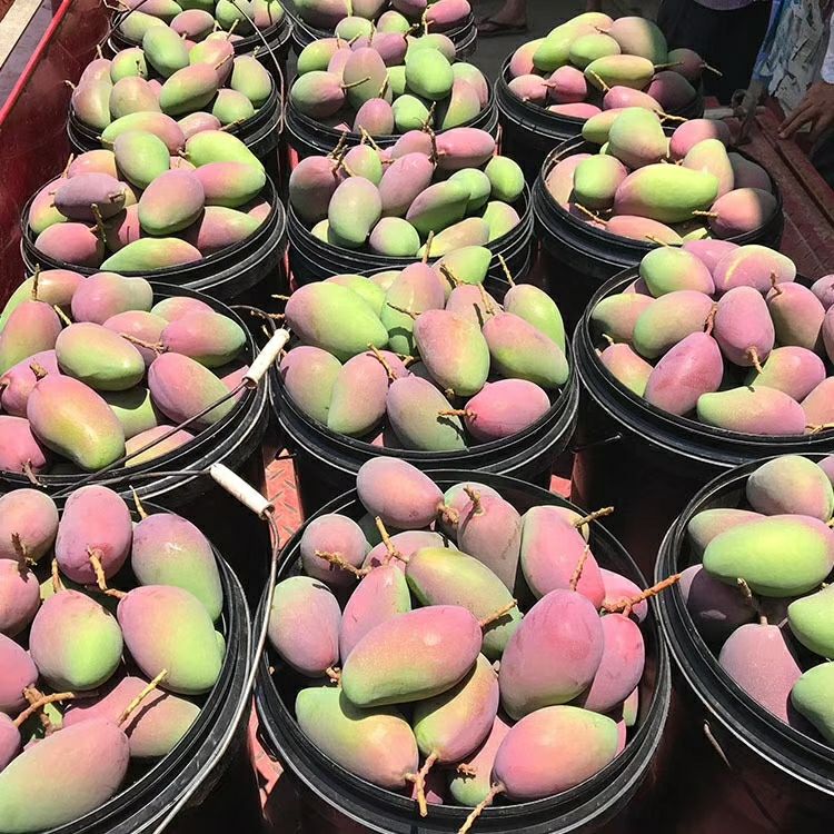 贵妃芒 4两以上  约9.0斤/箱