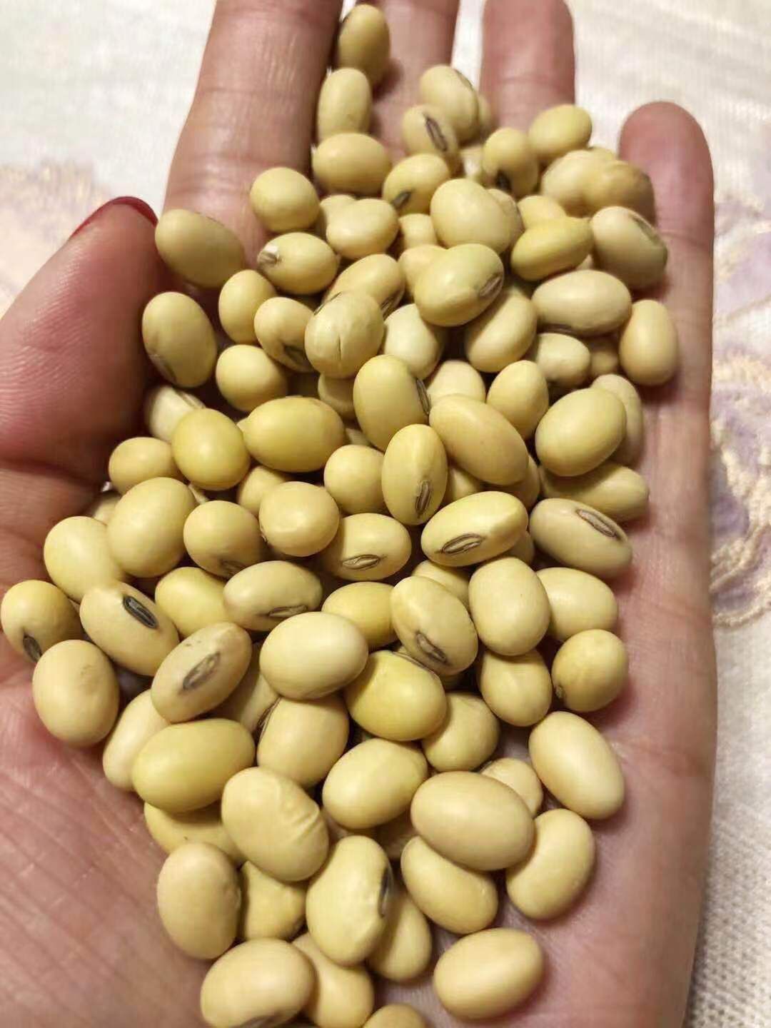 翠扇大豆 生大豆 1等品 