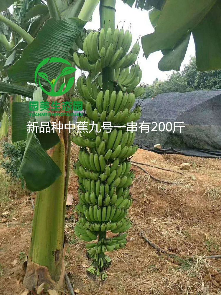 中蕉9号香蕉苗