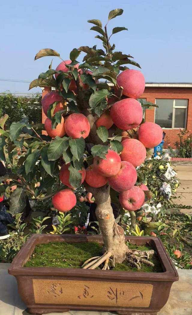 [果树盆景批发]果树盆景 苹果树盆栽,包成活,可以少量发价格68元/棵