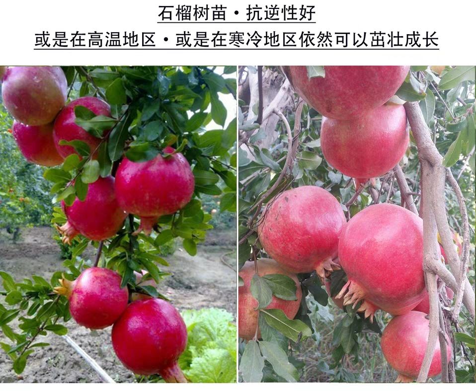 泰山大红石榴树苗