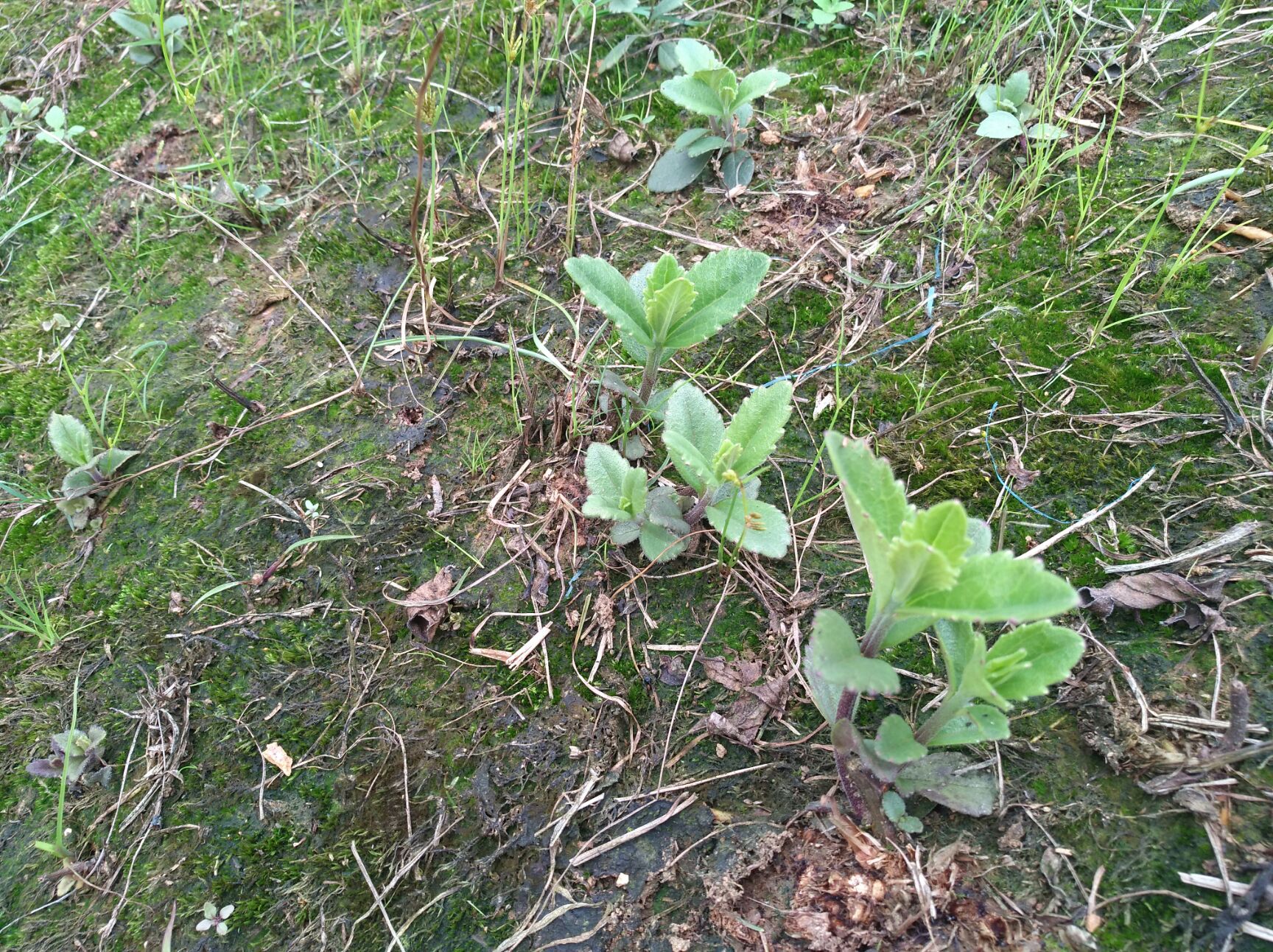 红根野蚕豆苗