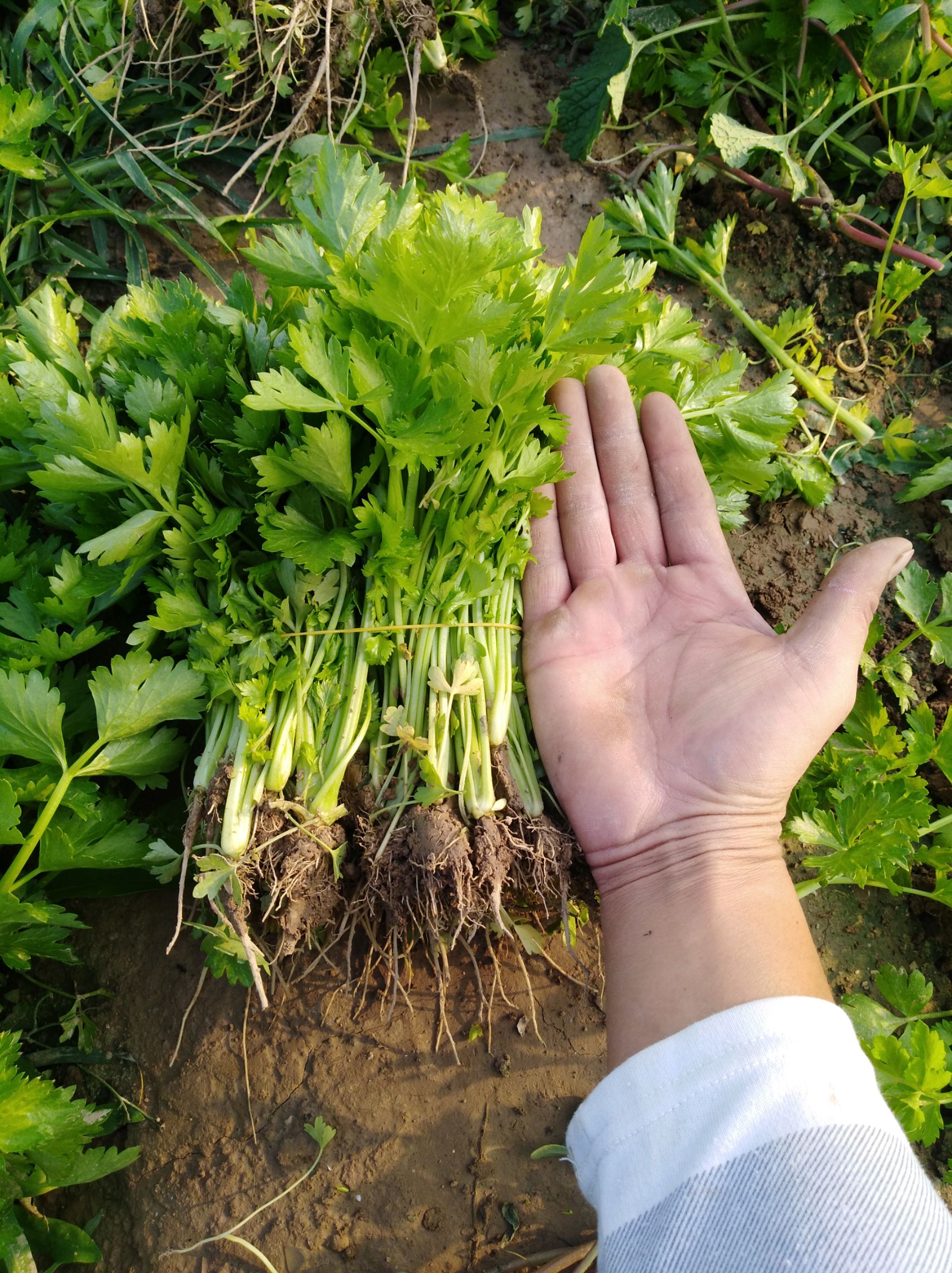 芹菜苗