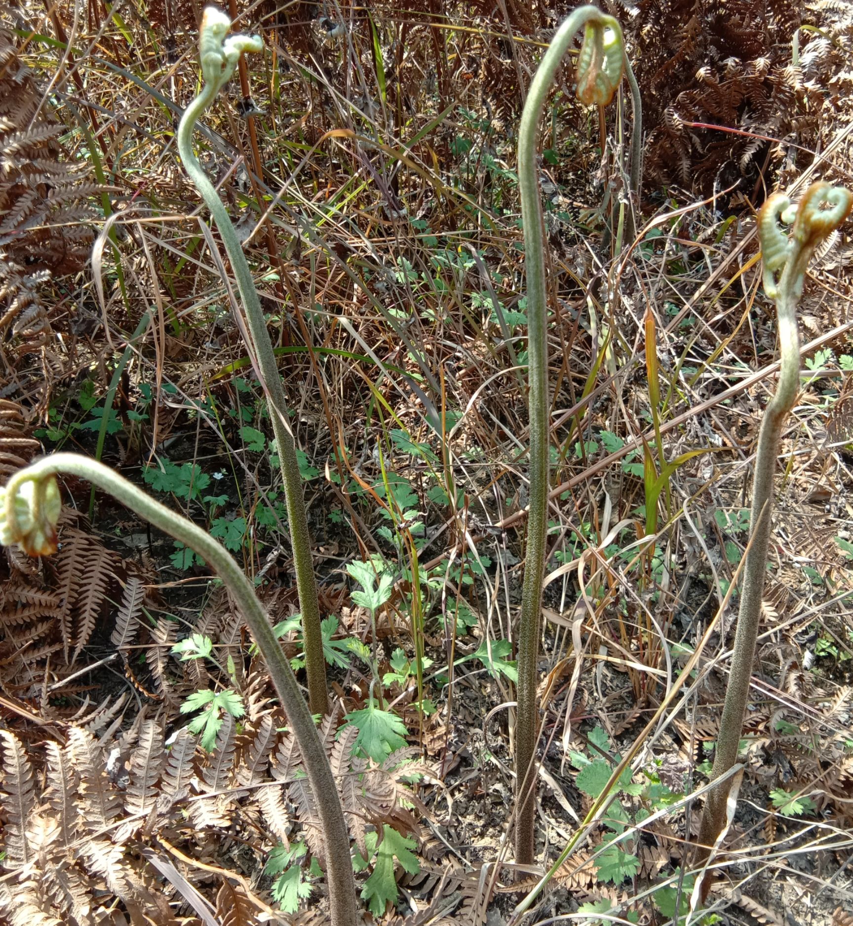 野生蕨菜 鲜货