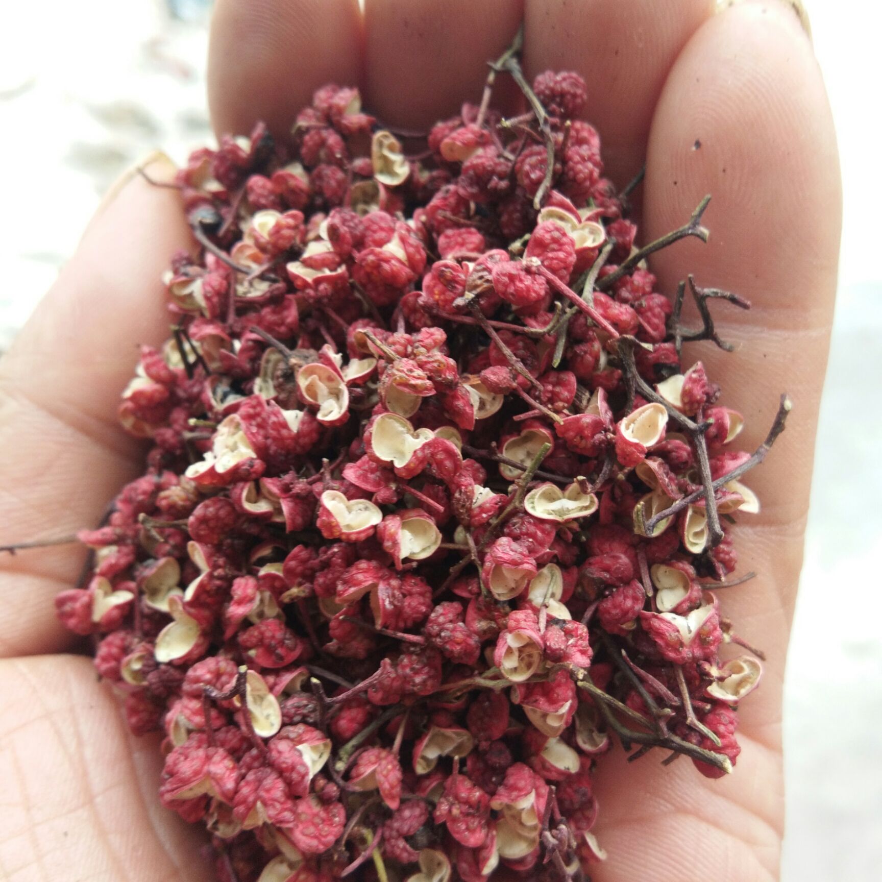 凤椒 一级 干花椒