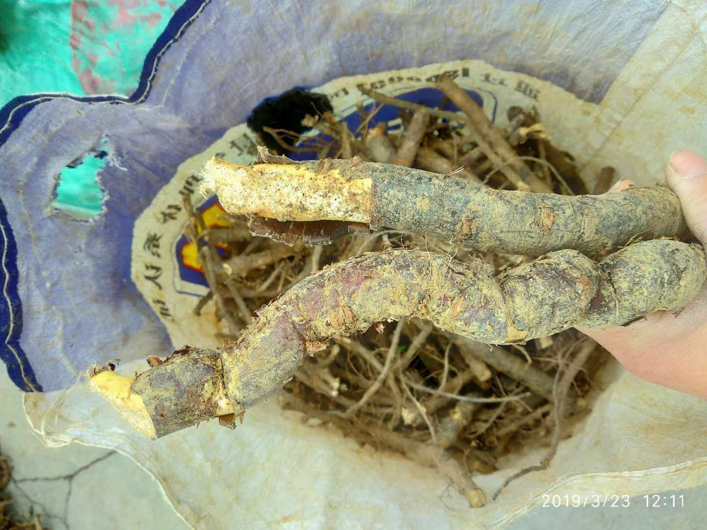 阳雀花苗 贵州野生新鲜阳雀花根