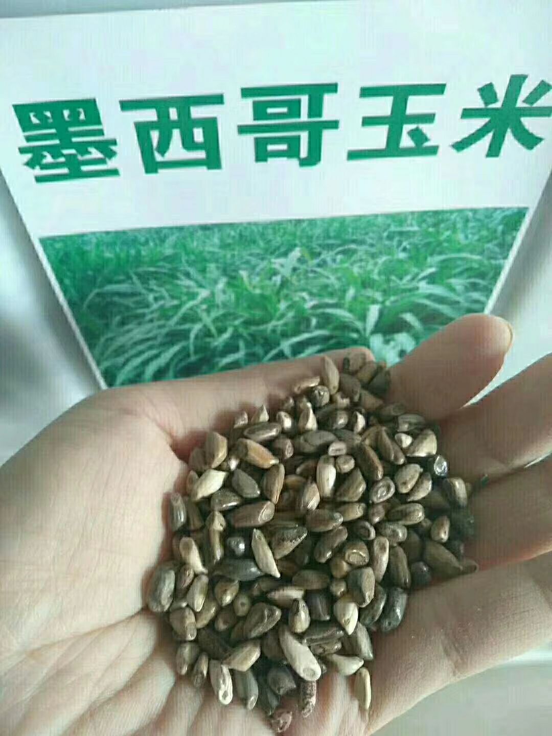 墨西哥玉米草