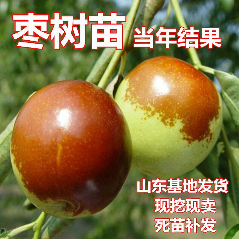 沾化冬枣苗