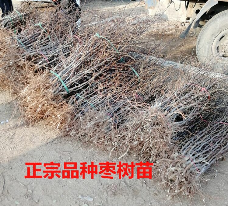 沾化冬枣苗