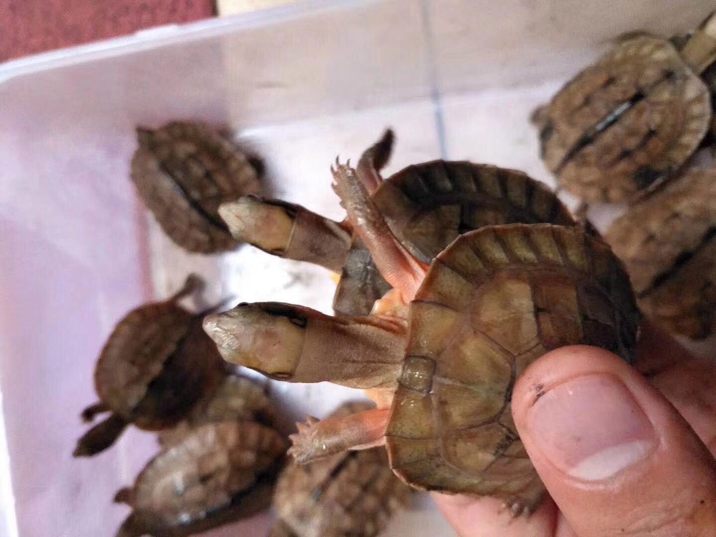 纯种金钱龟
