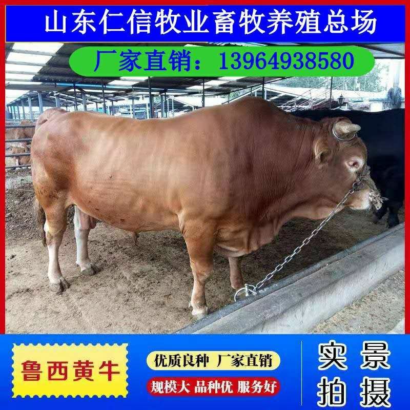 鲁西黄牛小牛犊出售肉牛苗