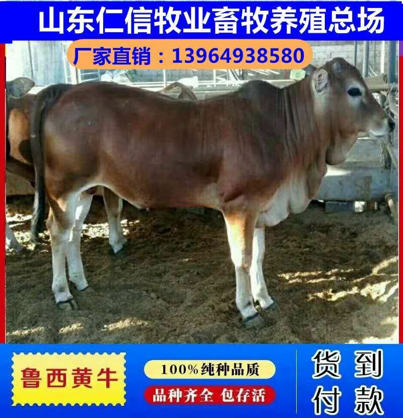 鲁西黄牛小牛犊出售肉牛苗