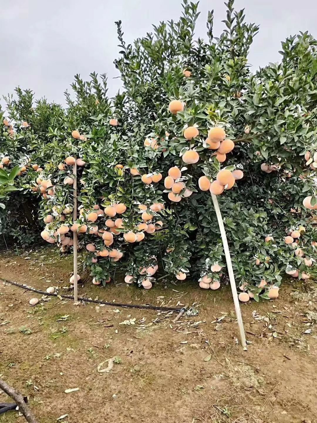 四川省眉山市东坡区茂谷柑最新产地行情趋势|