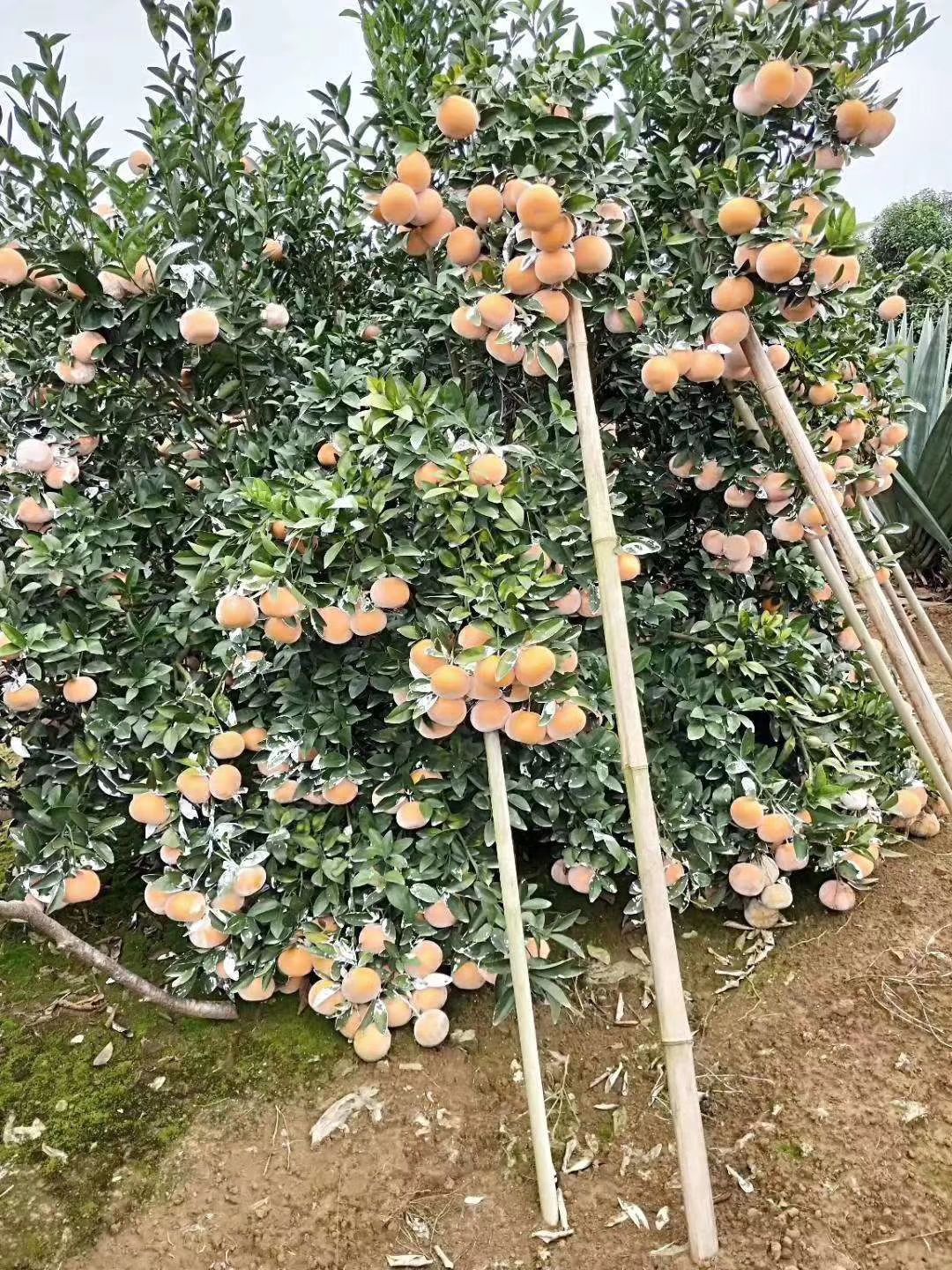 四川省眉山市东坡区茂谷柑最新产地行情趋势|