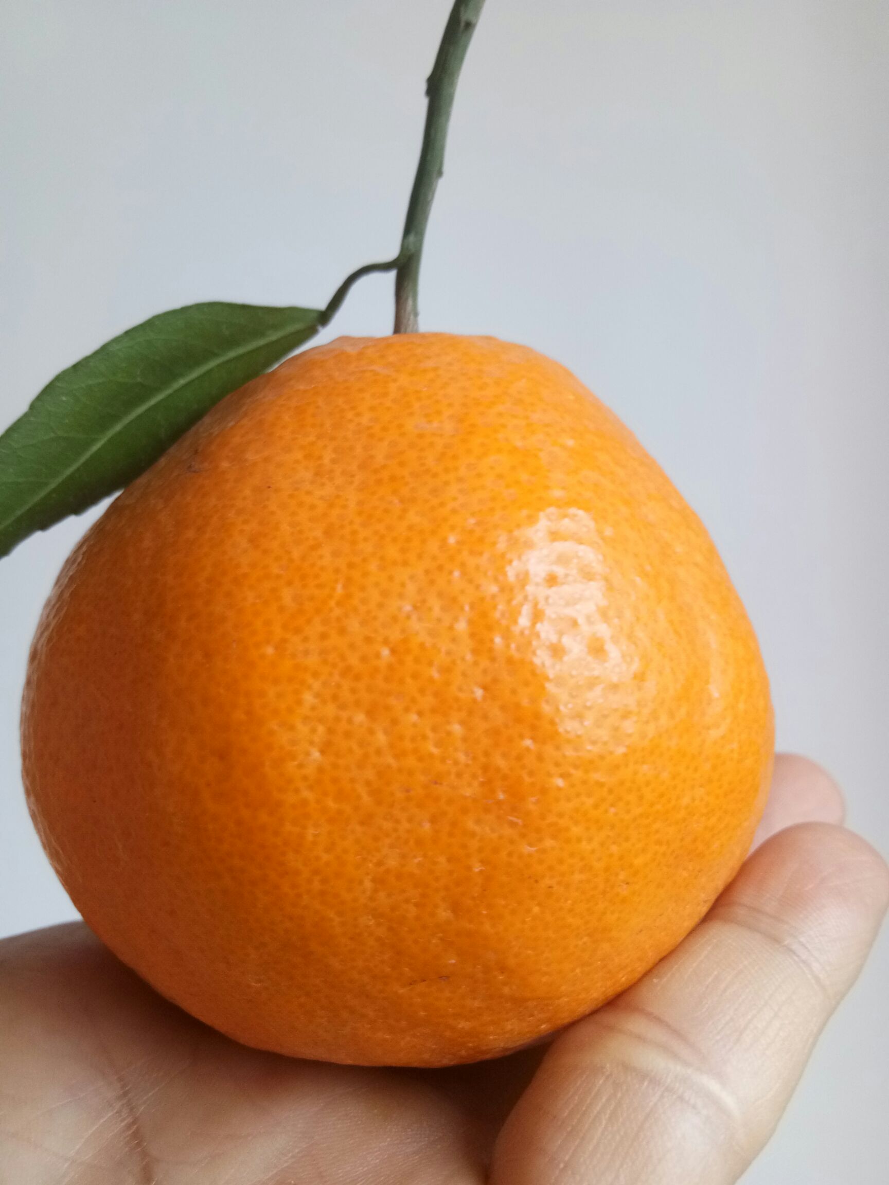 四川成都市青羊区耙耙柑最新产地行情趋势|产