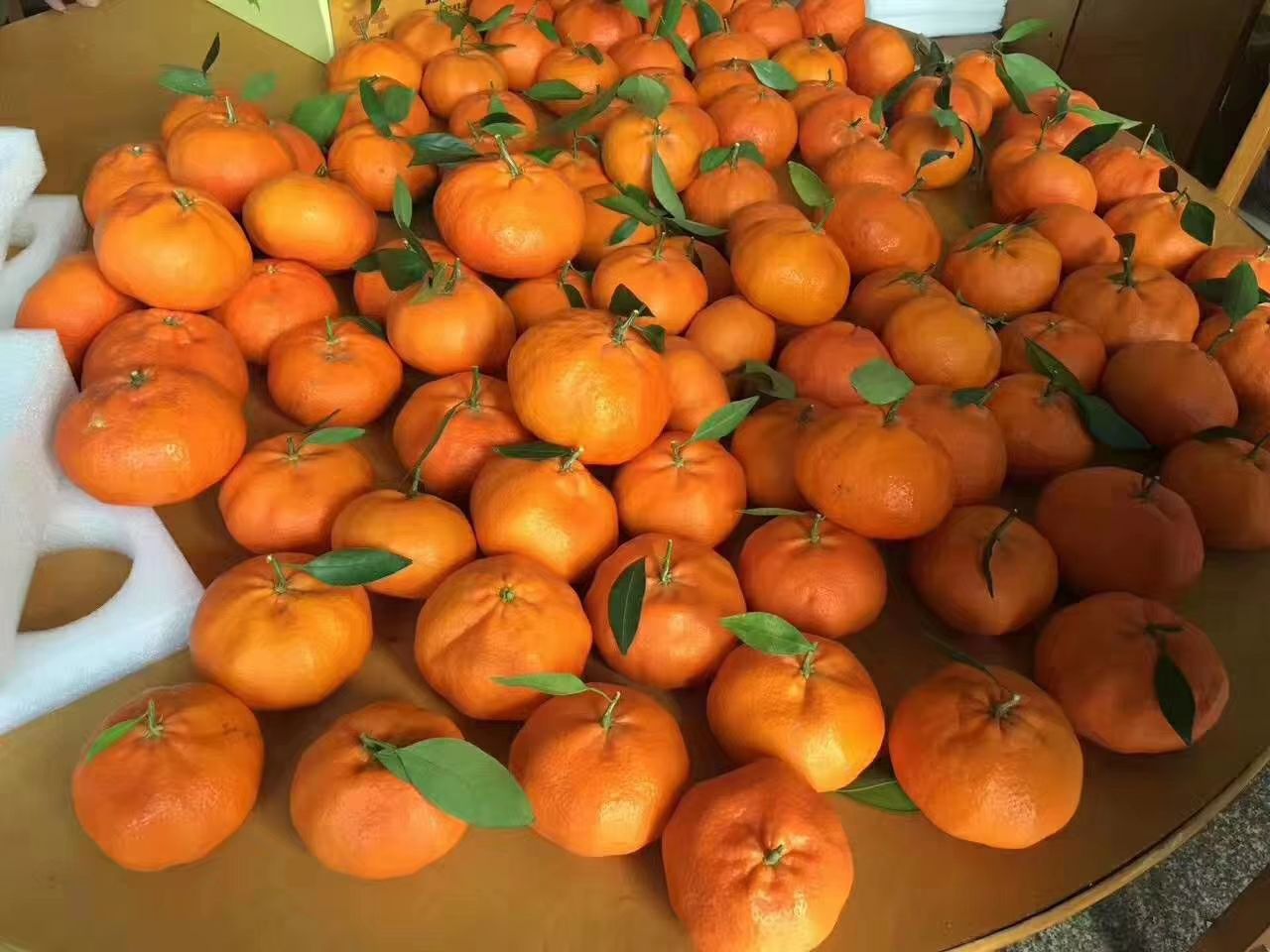 甘平柑橘苗 移栽苗 0.5~1米