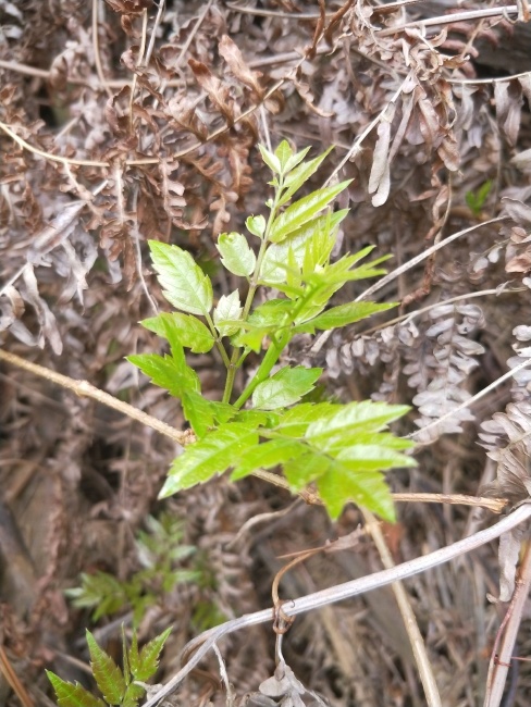 野生藤茶 特级 袋装