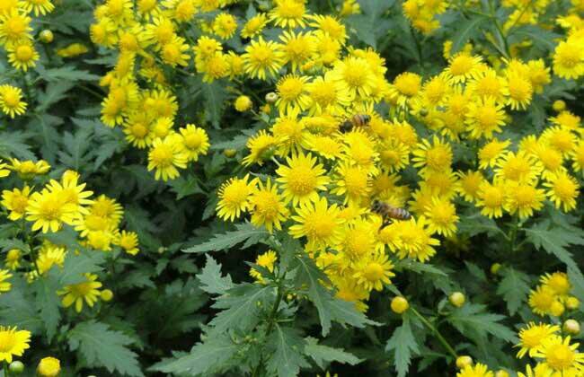 山东济宁市梁山县野菊最新产地行情趋势|产地