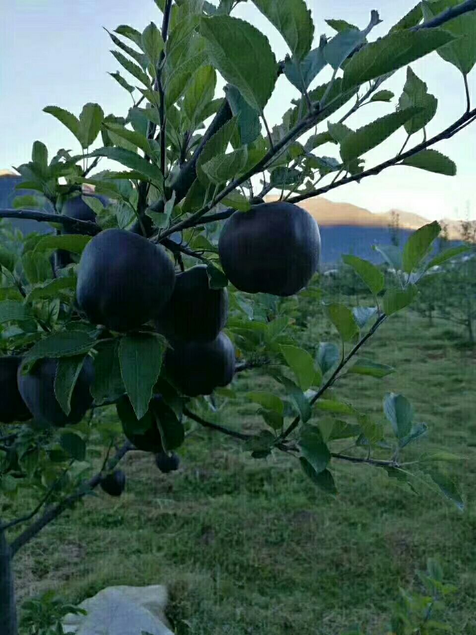 黑钻苹果树苗 1.5~2米