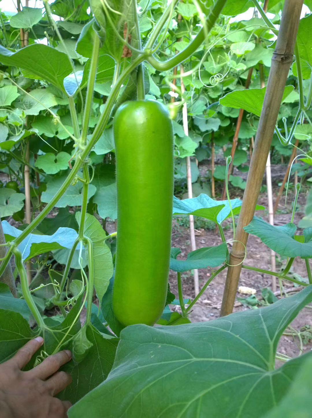 瓠瓜种子 蒲瓜种子产量高,耐热,耐湿,耐雨水,易管理,夏季大田品种