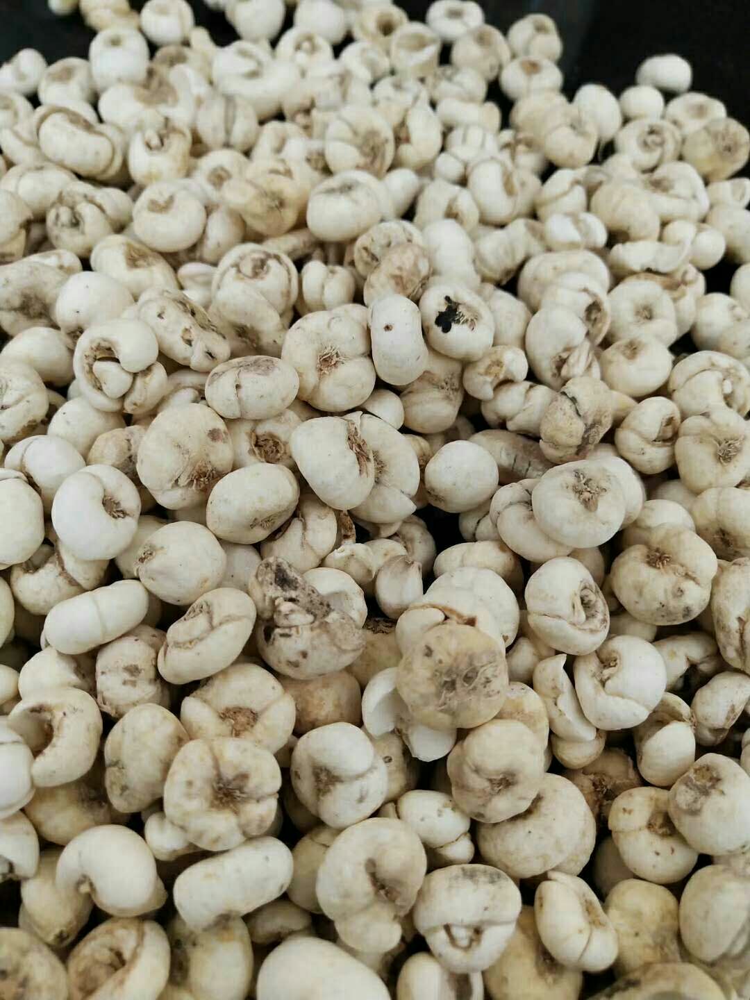 【平贝母批发】平贝母 价格128元\/斤 1斤起批