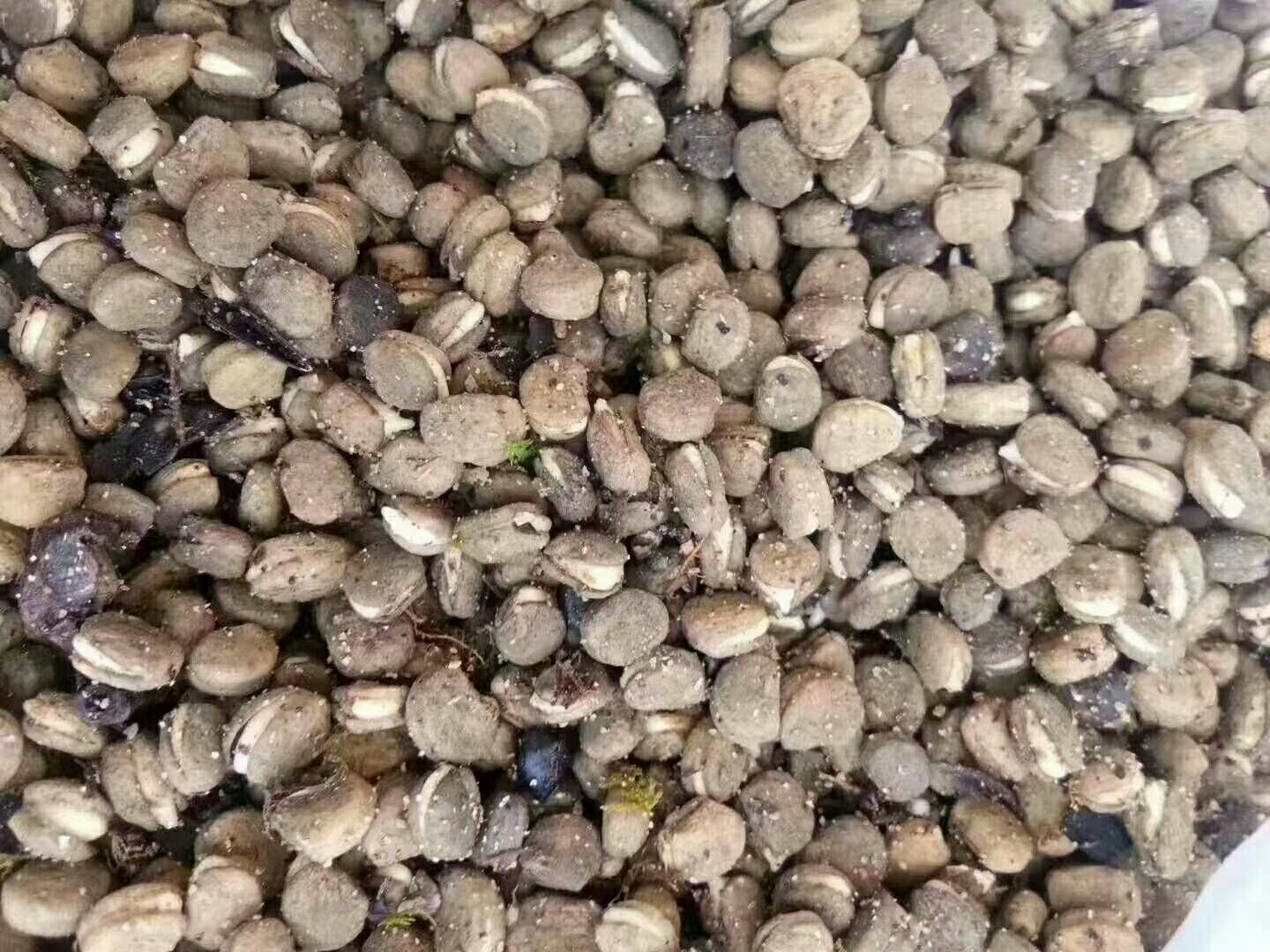 【平贝母批发】平贝母 价格128元\/斤 1斤起批