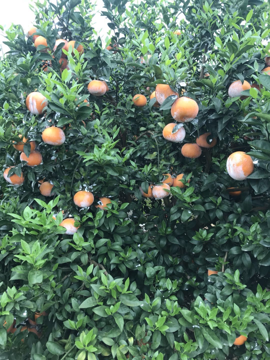 福建省漳州市华安县茂谷柑最新产地行情趋势|