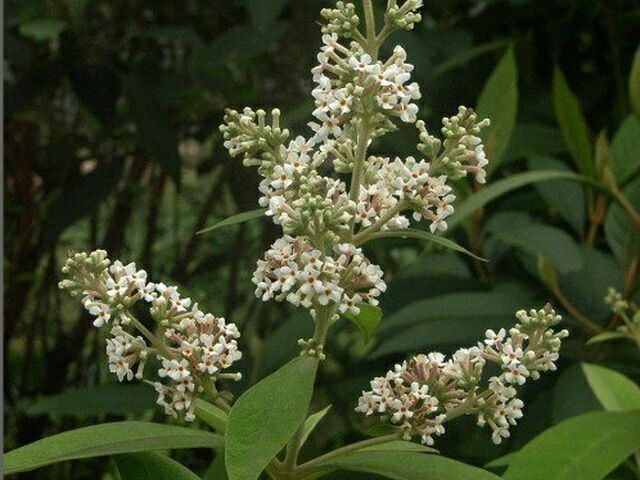 密蒙花 成品是干花!