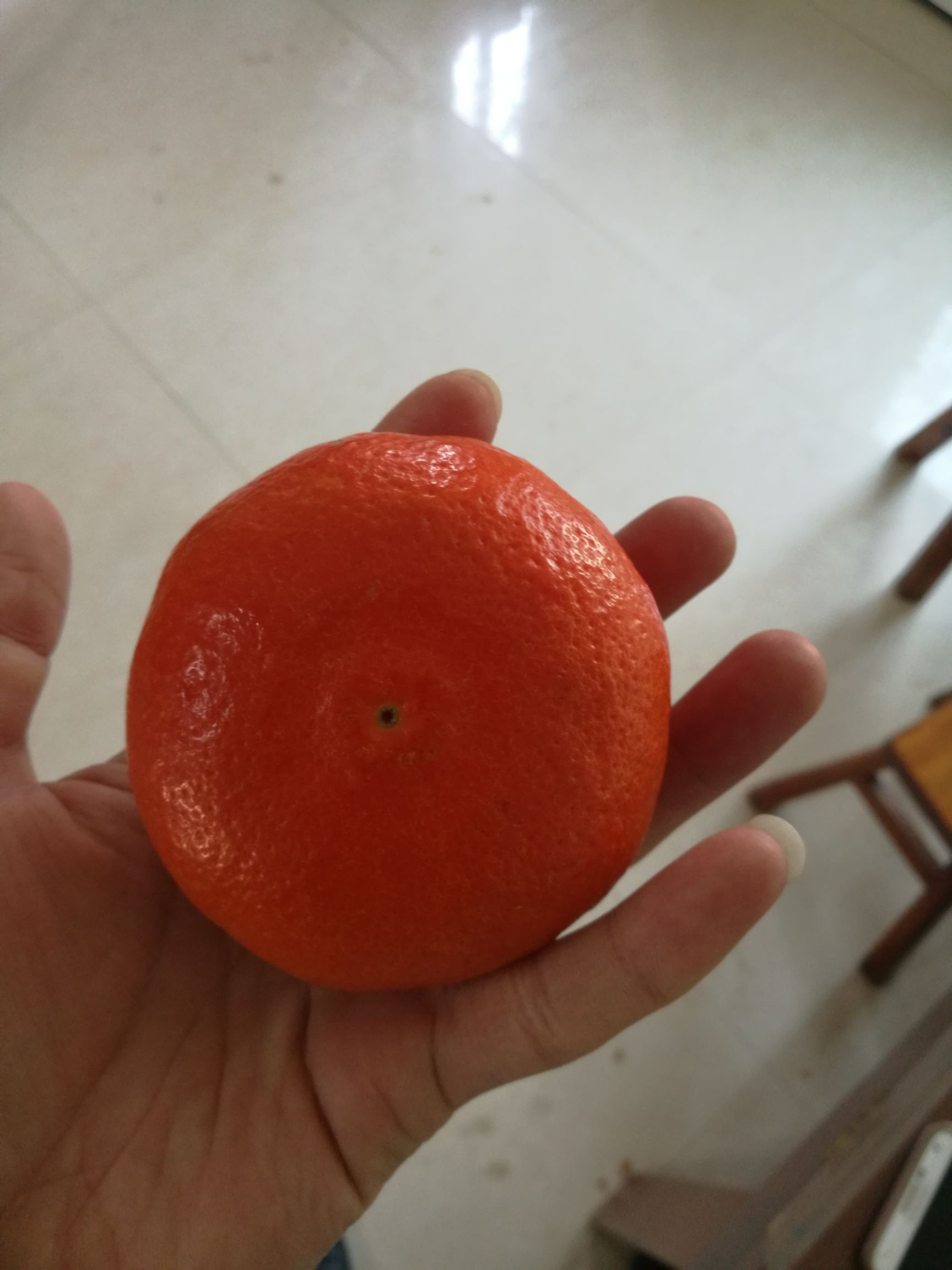 【预售】米哈亚柑橘苗 嫁接苗 0.35~0.5米