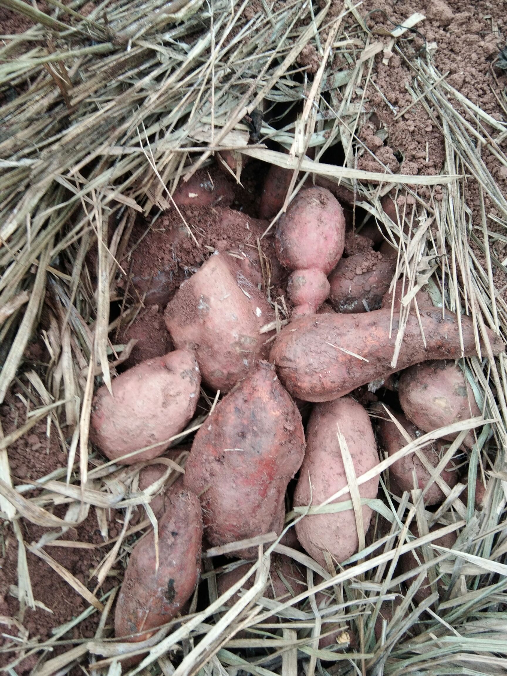 陕西省榆林市米脂县黄心红薯最新产地行情趋势