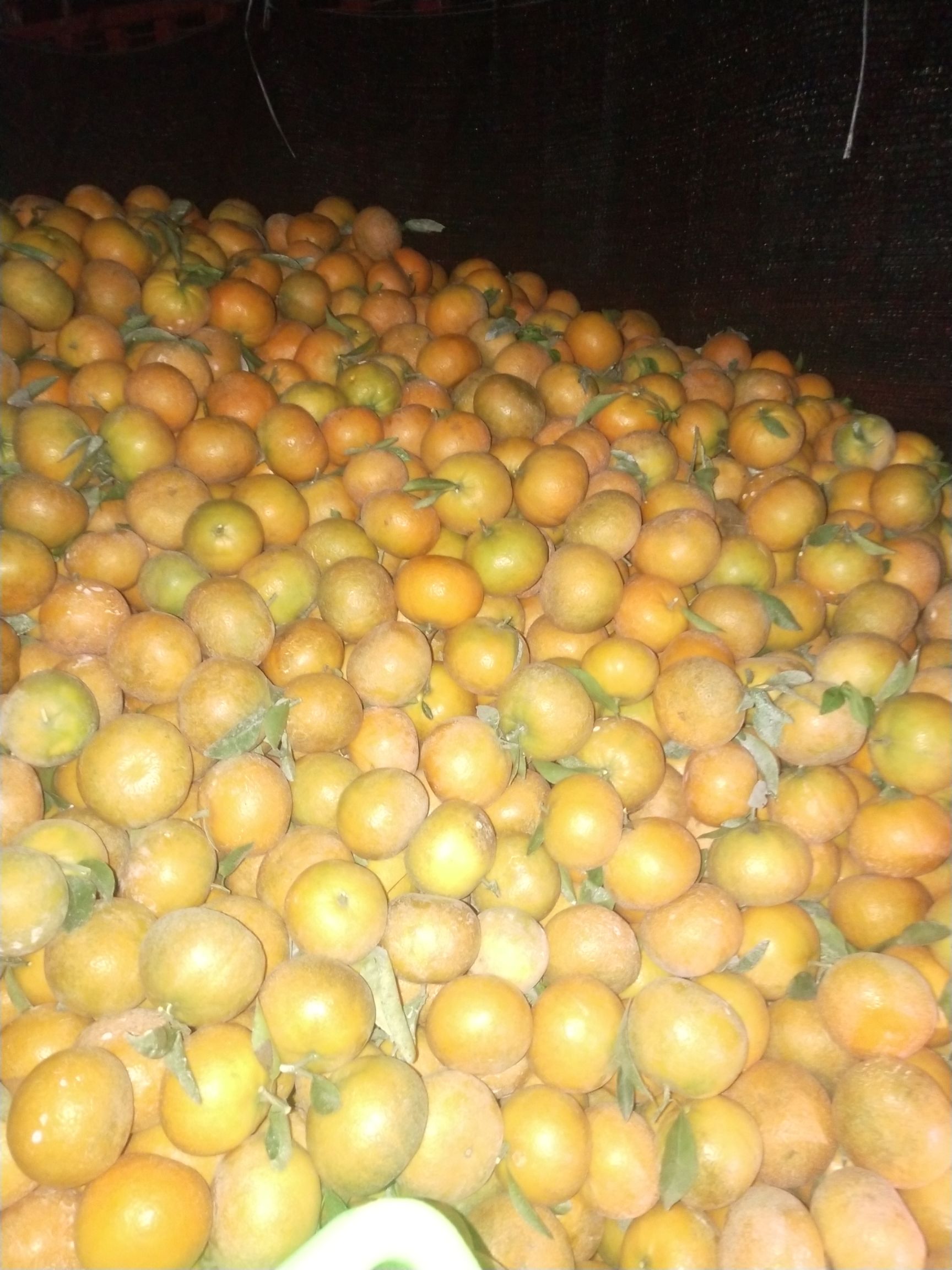 四川省眉山市东坡区茂谷柑最新产地行情趋势|