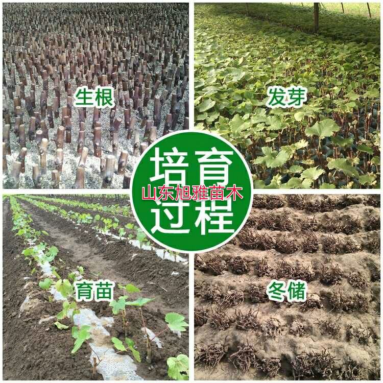 冰葡萄苗