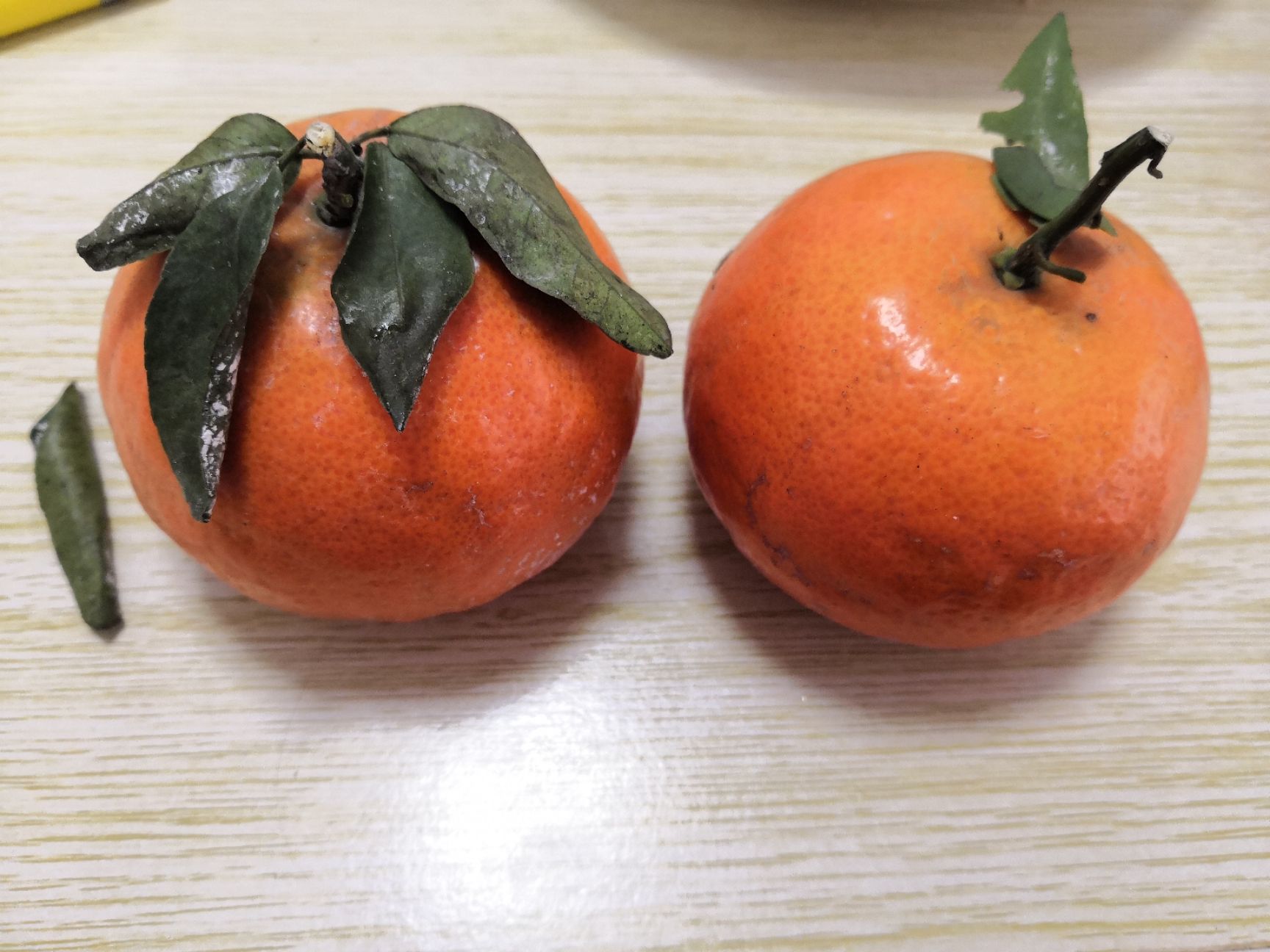 四川省眉山市东坡区茂谷柑最新产地行情趋势|