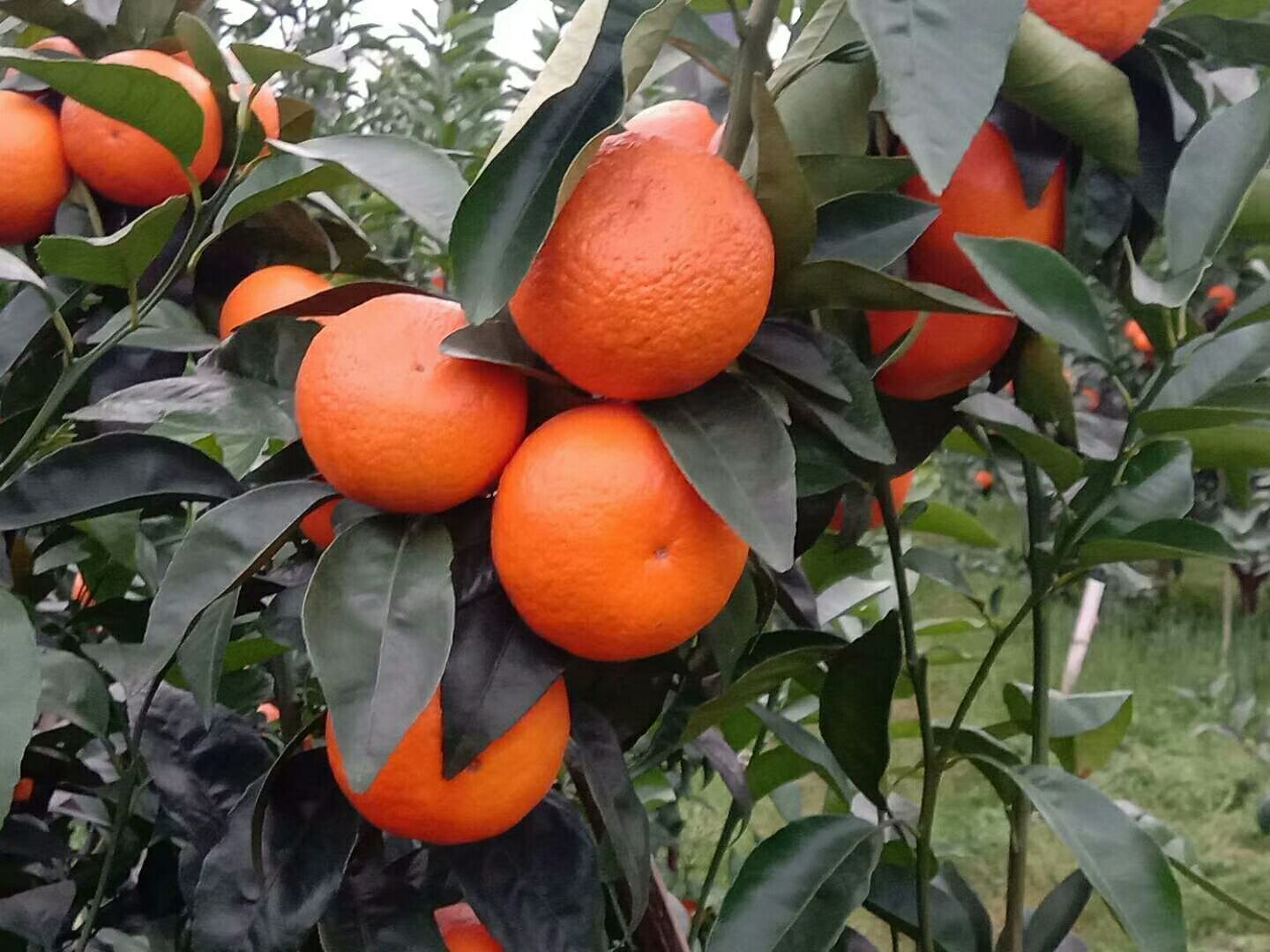 福建省漳州市华安县茂谷柑最新产地行情趋势|