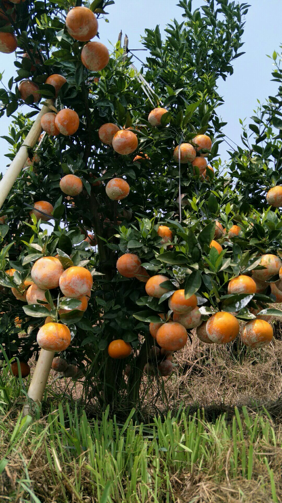 福建省漳州市华安县茂谷柑最新产地行情趋势|