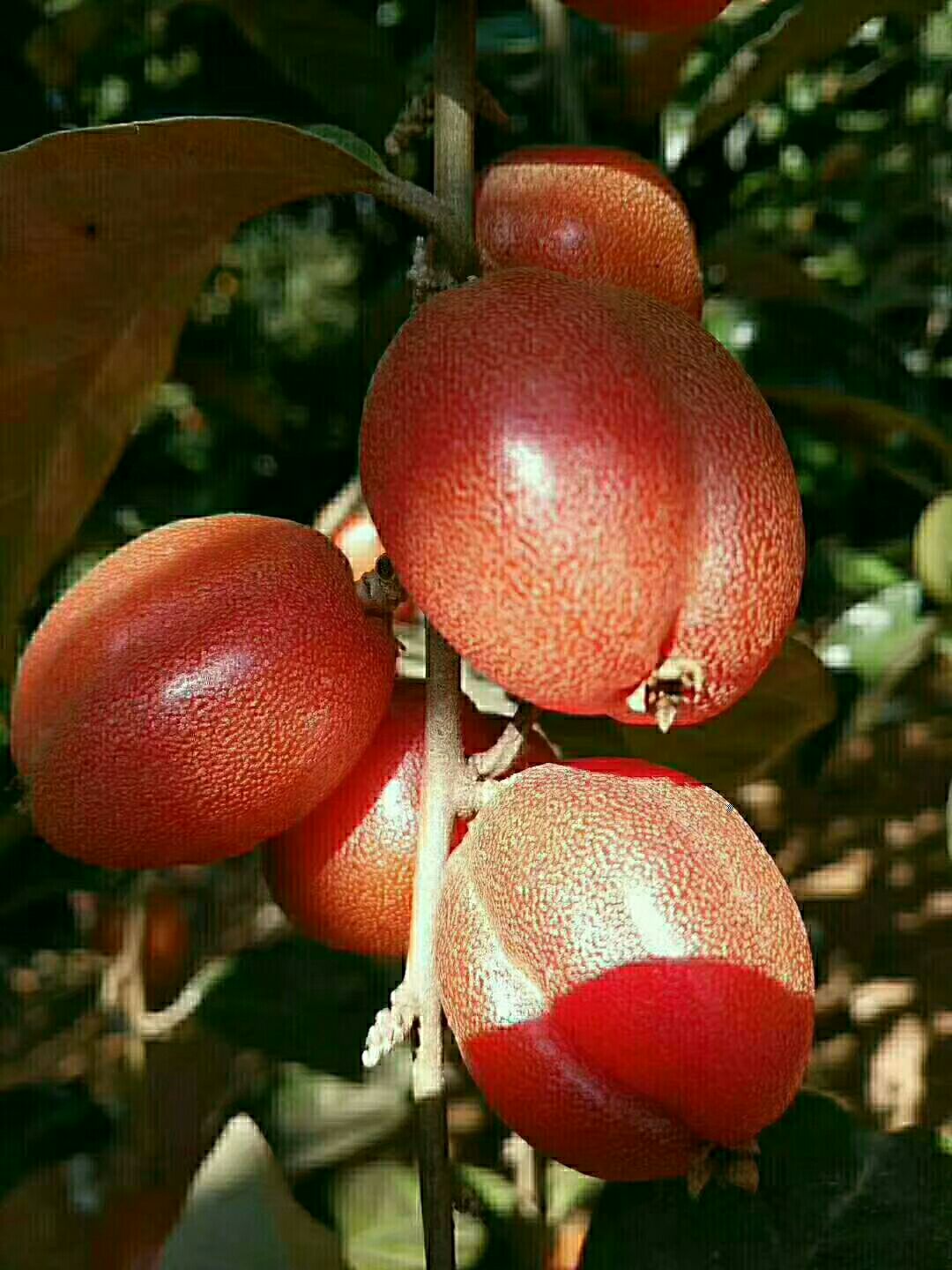 羊奶果苗 纯甜型德甜二号