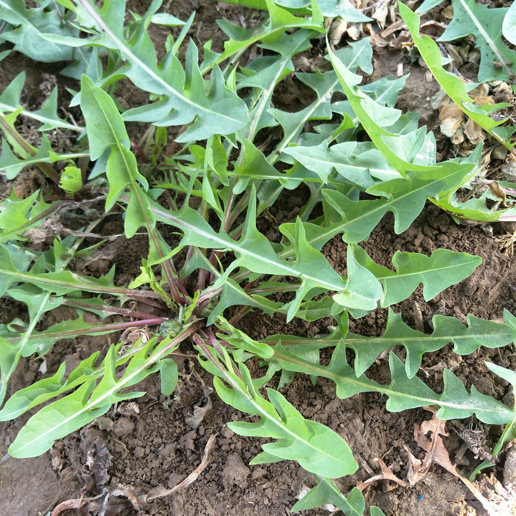 惠农网 山野菜 蒲公英(鲜食) 手机预览