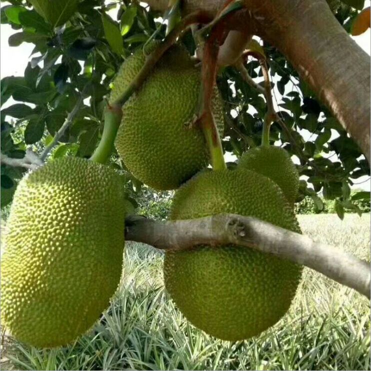 泰国菠萝蜜 15斤以上